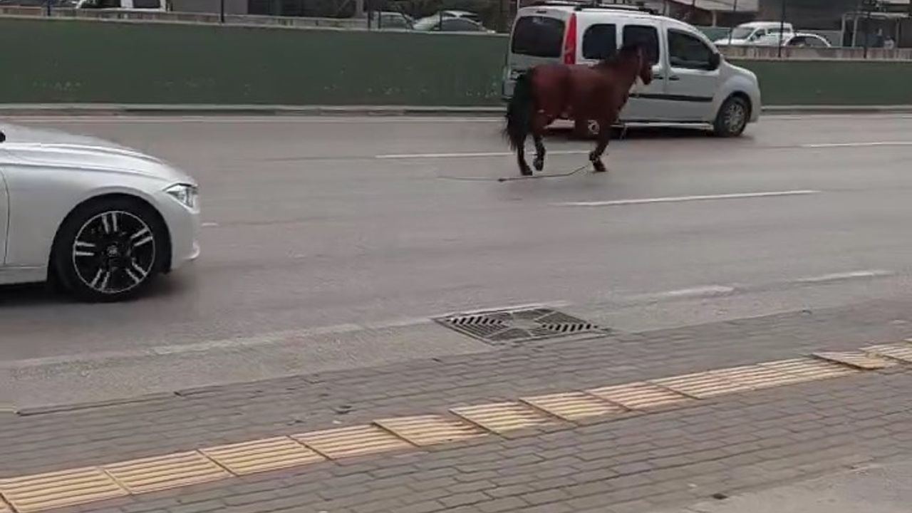 Bursa’da başıboş at dört nala