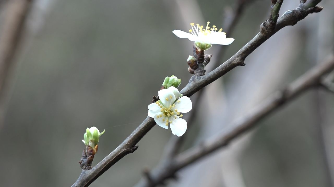 Bursa'da mevsimleri karıştıran erik ağacı