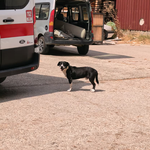 Bursa'da köpeğe çarpmamak için manevra yapınca kaza yaptı