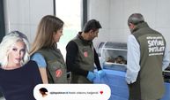 Süperstar Ajda Pekkan’dan Gürsu’daki yavru kedilere destek