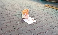 Zonguldak'ta sokak kedisi mama parasını kendi kazandı