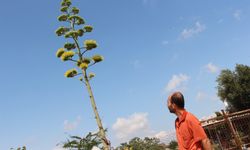 'Sabır otu' agave, 30 yıl sonra çiçek açtı