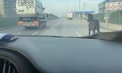 Bursa’da trafikte koşturan tay araçlarla yarıştı