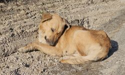 Kastamonu Cide ilçesinde 10 köpeği uyuşturup araziye attılar