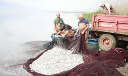 Bursa'da İznik Gölü’nde Gümüş balığının ihracat serüveni başladı