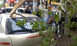 Bursa’da şiddetli rüzgara dayanamayan ağaç otomobilin üzerine düştü