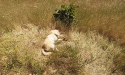 Muğla Bodrum ilçesinde kedi ve köpek katliamı