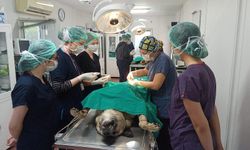 Bursa'da geleceğin veteriner hekimlerine uygulamalı eğitim