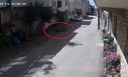 Bursa'da sokak köpekleri 3 çocuğa saldırdı! Olay anı kameraya yansıdı