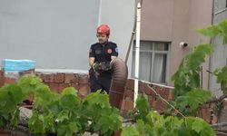 Bursa'da çatıda mahsur kalan kedi itfaiye ekibi ile saklambaç oynadı