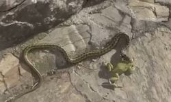 Kurbağa avlayan yılana anne terliği! Gözleme ve su ikram ettiler