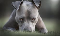 Akılalmaz olay! Pitbull, sahibini silahla vurdu