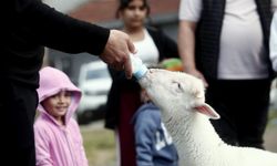 Bursa'da kuzuya evlatları gibi bakıyorlar