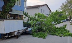 Kırılan ağaç, kamyonetin üzerine devrildi