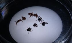 8 kişiye KKKA tanısı konuldu, 1 kişi hayatını kaybetti