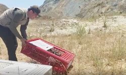 Bursa'da 100 keklik doğaya bırakıldı