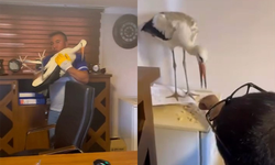 Yaralı leyleğe şefkat eli