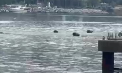 Gemlik körfezi çöplüğe döndü
