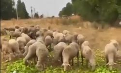 Hayvanlara yedirilen biberlerle ilgili gerçek farklı çıktı!
