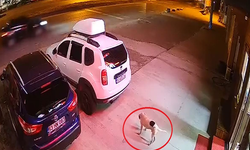 Köpeğe çarpmamak için manevra yaptı, hayatını kaybetti