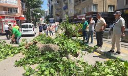 Devrilen tarihi çınar araca zarar verdi; yol trafiğe kapandı