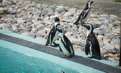 Bursa Hayvanat Bahçesi’nde penguenlere klima, lemurlara soğuk menü