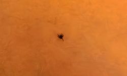 İnegöl'de kene alarmı