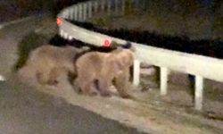 Gece sürprizi: İki ayı yavrusu kamerada
