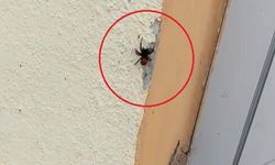Bursa’da, soyu tükenme tehlikesi altında olan ‘Uğur böceği örümceği’ görüldü