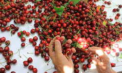 ABD ve Avrupa kirazda bu aromayı özellikle istiyor