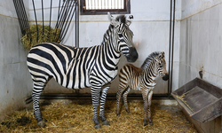 Bursa Hayvanat Bahçesi’nde zebra ailesi büyüyor
