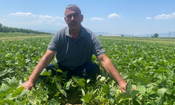 Bu köyde çiftçi sadece tarlasını hazırlıyor, gerisini kooperatif yapıyor