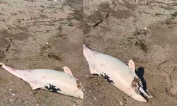 Karacabey Boğazı’nda yunus ölümleri devam ediyor, vatandaşlar tedirgin