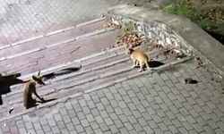 Bursa'da tilki, kedi ve kirpi buluşması