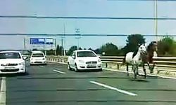 Başıboş atlar trafikte araçlarla yarıştı