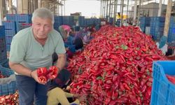 Kapya biberde fabrikaların fiyat düşürmek için ürün alımını geciktirdiği iddiası