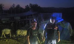 Firar eden 50 koyun jandarmanın dronu ile bulundu