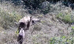İnegöl'de yaban hayatı fotokapana takıldı