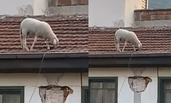 Bursa'da çatıdaki koyunu görenler telefonuna sarıldı
