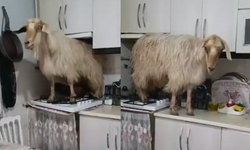 Bursa’da mutfağa giren yaramaz keçinin sırrı çözüldü! 4 gündür aranıyormuş