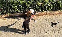 Ağızlıksız gezdirilen Pitbull kediyi parçaladı: Sahibi 'polisi aramayın' diye yalvardı
