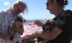 Birkaç köpekle başladı, bin 200 cana yuva oldu