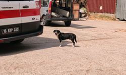 Bursa'da köpeğe çarpmamak için manevra yapınca kaza yaptı