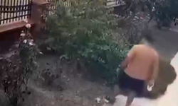 Köpeğini gezdiren şahsın yavrulu kediye tekmeli saldırısı kamerada