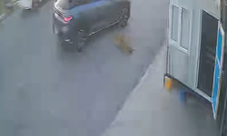 Köpeğe çarpıp durmadan kaçtı! Vicdanları sızlatan anlar kamerada