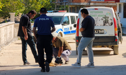 Sinop'ta sokak köpeği silahla vurularak öldürüldü