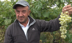 Sarı altın Müşküle üzümünde hasat heyecanı başladı