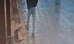 Uyuyan köpek, kendisine tekme atan adamı ısırdı
