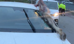 Korkunç kaza: Atın kopan bacağı otomobile saplandı