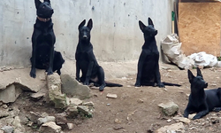 Bursa'da köpek çiftliği mahalleyi ayağa kaldırdı